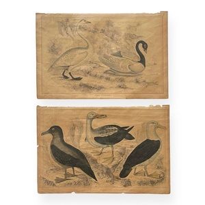 Antique Bird Illustrations - book plate etchings